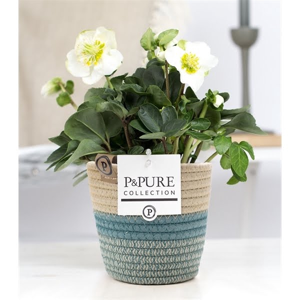 <h4>1st class Helleborus "Xmas C." in P&PURE fashionpot Valerie</h4>