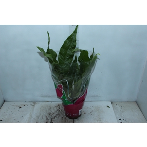 ASPLENIUM CROCODILO P19