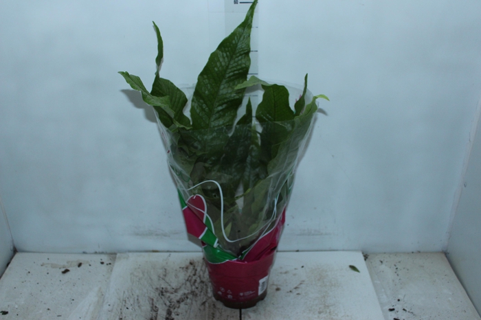 ASPLENIUM CROCODILO P19