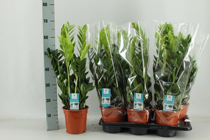 <h4>ZAMIO ZAMIIFOLIA</h4>