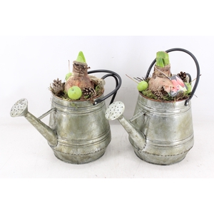 arr4 Amaryllis MB - Zink gieter kl. x6