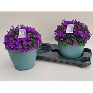 .Campanula portenschlagiana