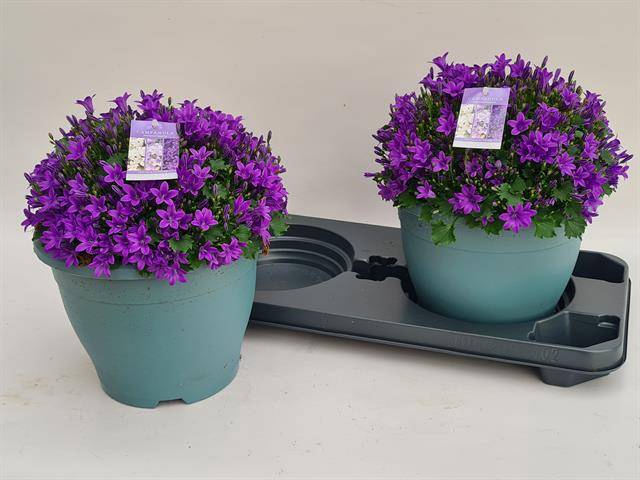 <h4>.Campanula portenschlagiana</h4>