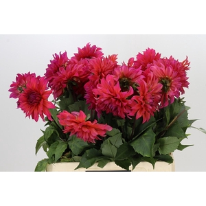 Dahlia Pink Punk