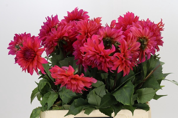 <h4>Dahlia Pink Punk</h4>