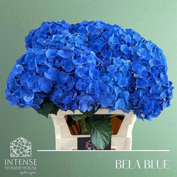 <h4>Hydr Bela Blue Intense Flower</h4>