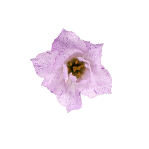 LIS G STRACCIATELLA LAVENDER