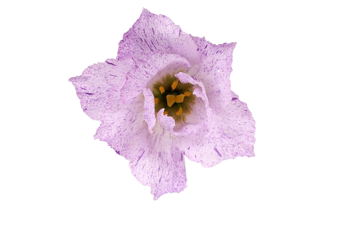 <h4>LIS G STRACCIATELLA LAVENDER</h4>