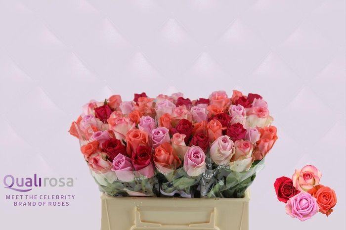 <h4>R Gr Mix Pink Panther</h4>