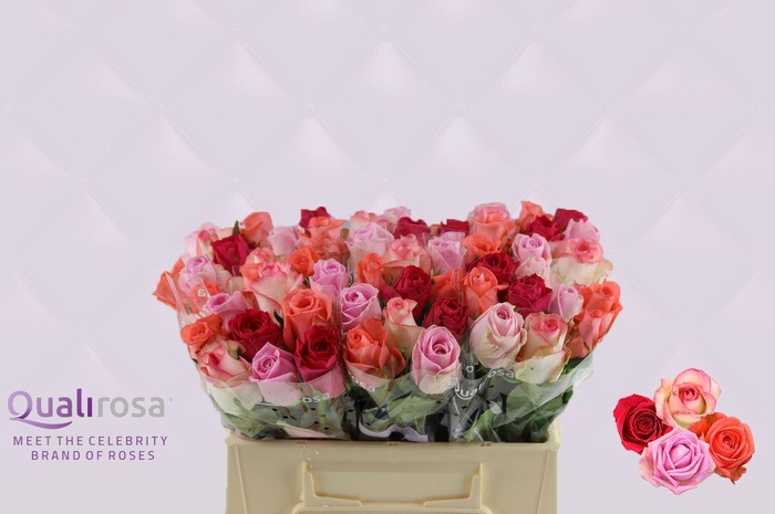 <h4>R Gr Mix Pink Panther</h4>