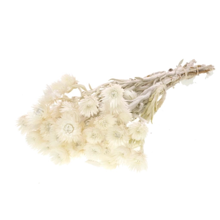 Helichrysum vestitum natural