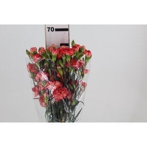 CRAVO SPRAY FIRE FLAME 070 CM