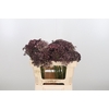 Daucus Carota