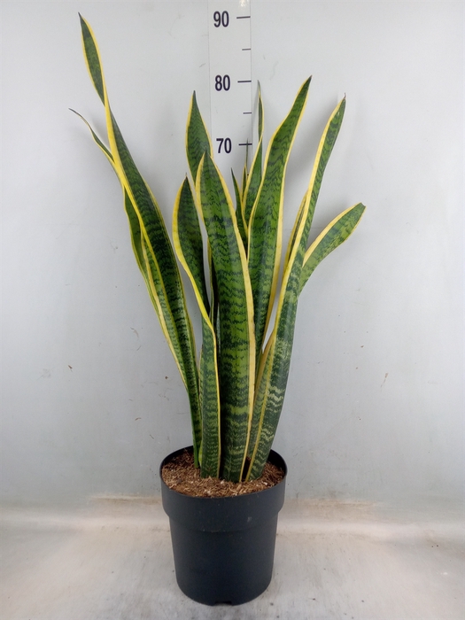 <h4>Sansevieria trifa. 'Laurentii'</h4>