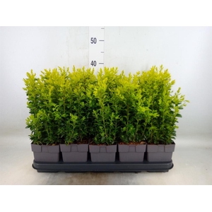 Buxus semp.   ...