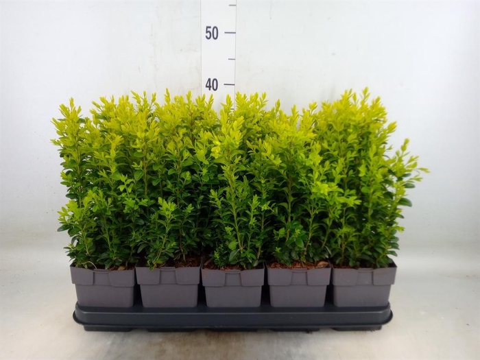 <h4>Buxus semp.   ...</h4>