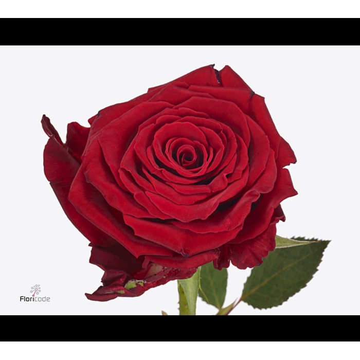 <h4>Rosa Abba</h4>