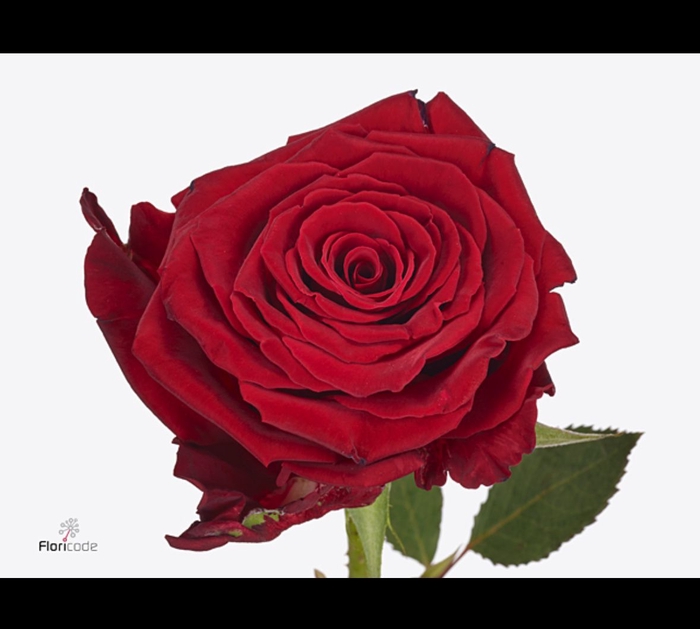 Rosa Abba