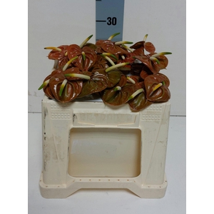 ANTH A CORNICHE 30 Water