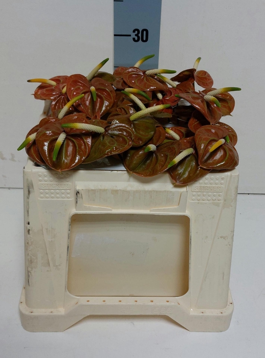 <h4>ANTH A CORNICHE 30 Water</h4>