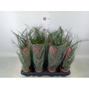 Tillandsia cyanea 'Anita'