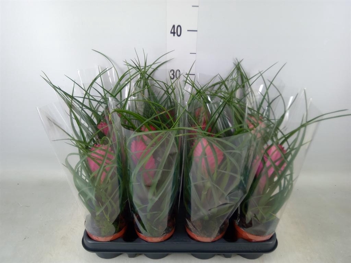 <h4>Tillandsia cyanea 'Anita'</h4>