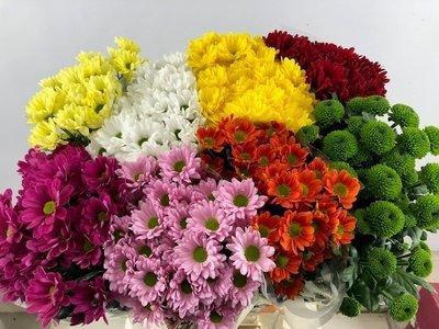 <h4>CHRYSANTHEMUM TR   ...MIX</h4>