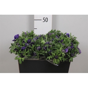 Anem Co Galil Blauw