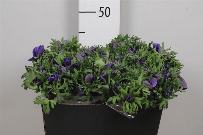 <h4>Anem Co Galil Blauw</h4>