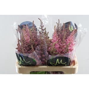 Astil Ch Vision Pink