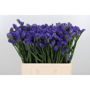 Statice Crystal Dark Blue