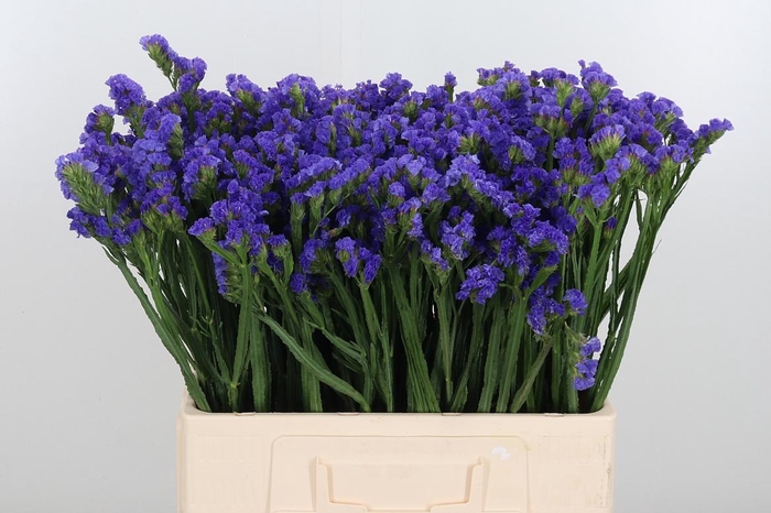 <h4>Statice Crystal Dark Blue</h4>