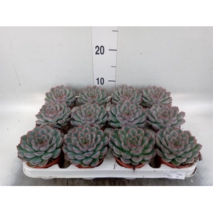 Echeveria  'Hercules'