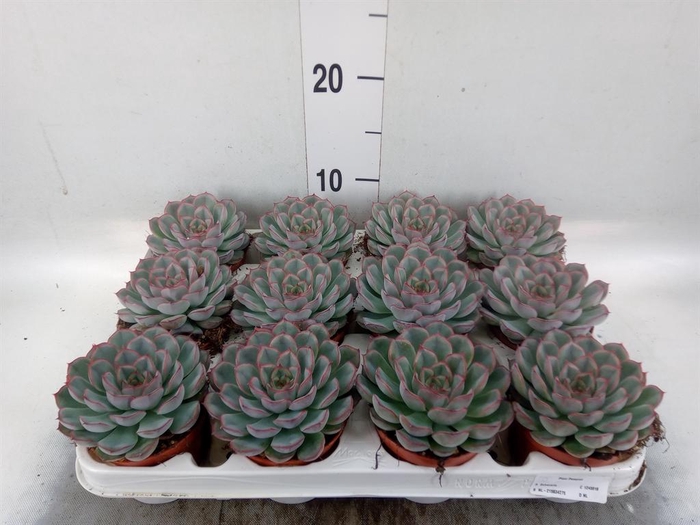 <h4>Echeveria  'Hercules'</h4>