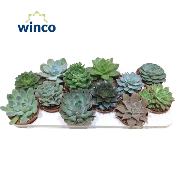 <h4>Echeveria Mix (12 Spc.)</h4>