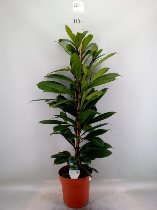 <h4>Ficus ...</h4>