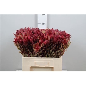 Leucadendron Jester