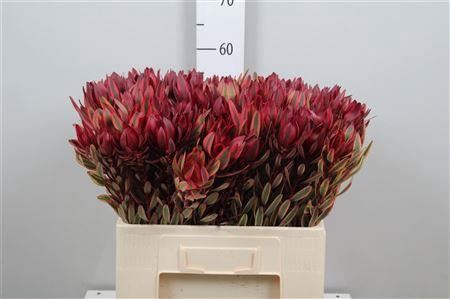 <h4>Leucadendron Jester</h4>
