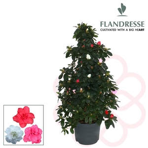 Azalea Flandresse® piramide 'carnaval' 65 cm