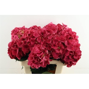 Hydr M Rubyred 60-20