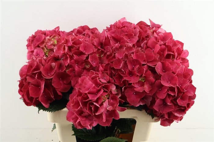 <h4>Hydr M Rubyred 60-20</h4>