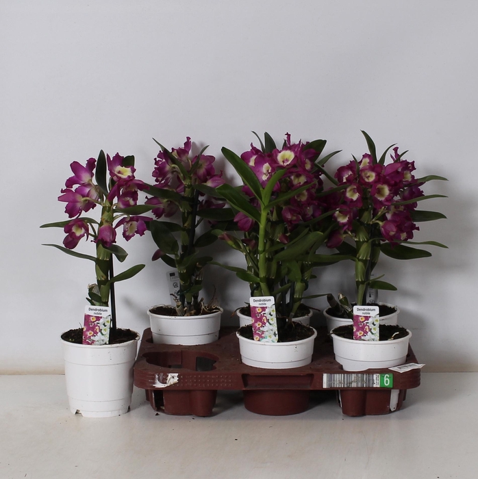 <h4>DEND NOBILE</h4>