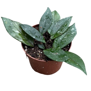 Hoya