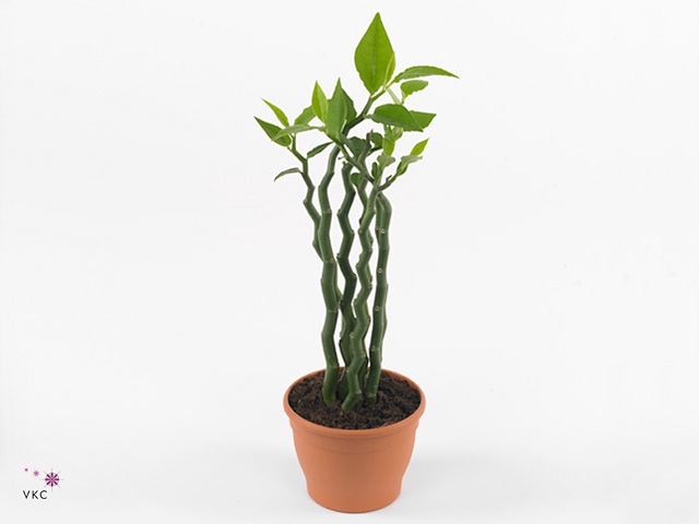 Pedilanthus tithymal.