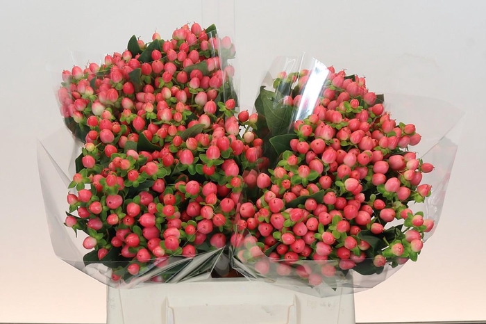 <h4>Hypericum Sweet Romance</h4>