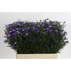 Aster Casamare