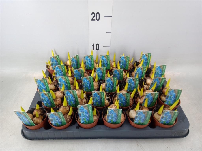 <h4>Muscari  'Magic Blue'</h4>