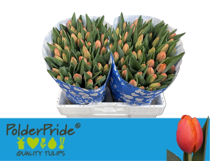 <h4>TU EN TIME OUT</h4>