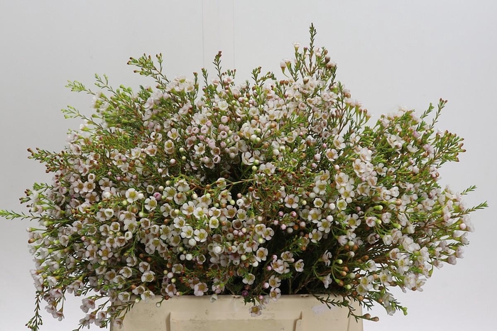 <h4>Chamelaucium Morning Delight</h4>