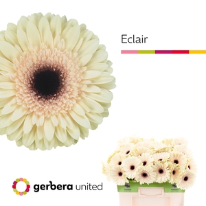Gerbera Eclair Water